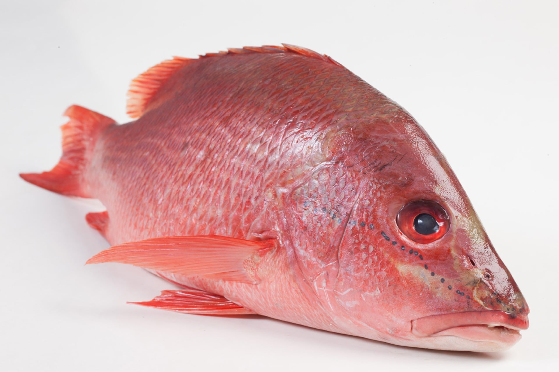 Fish XL - Original Media