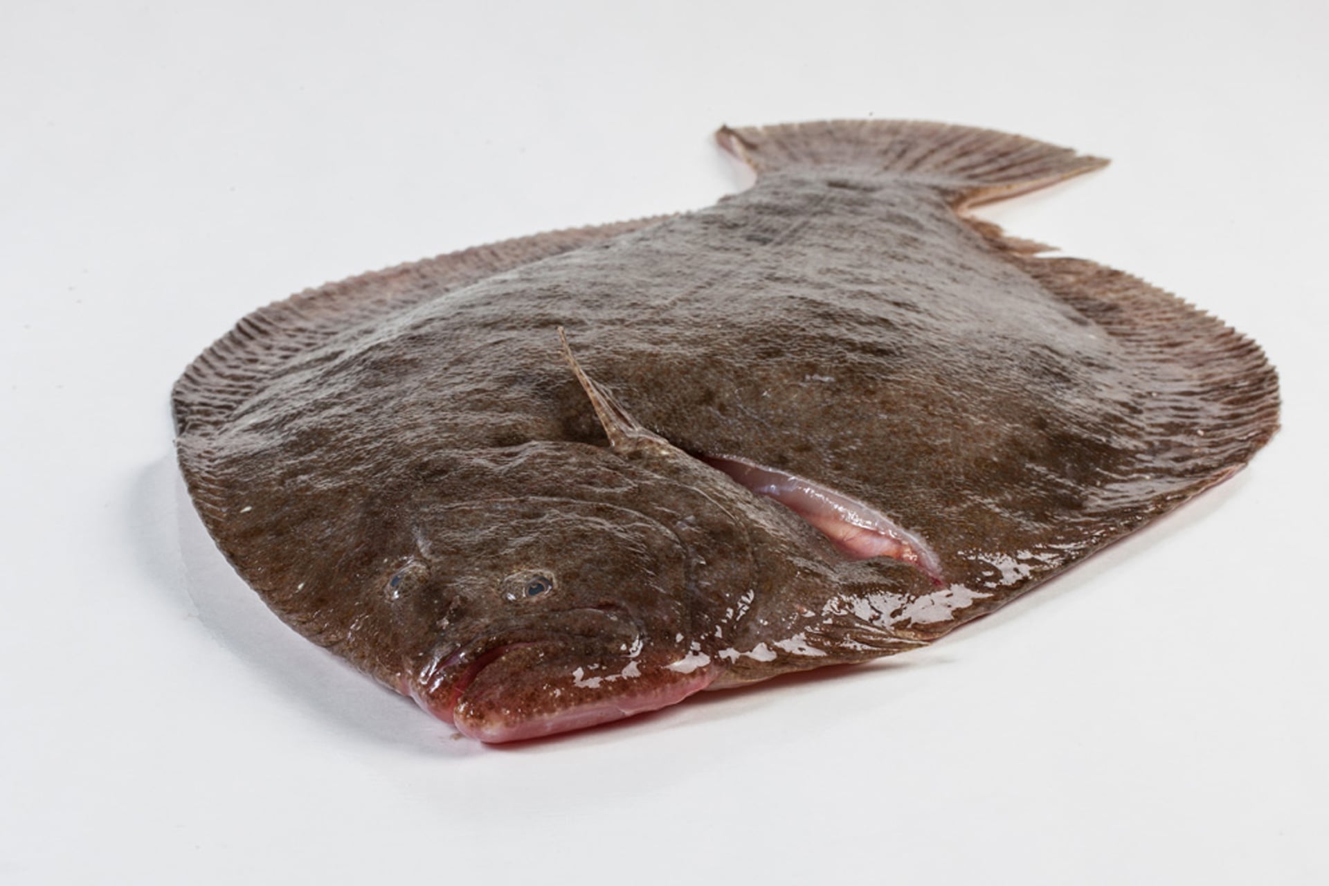 Murko Seafood - Original Media
