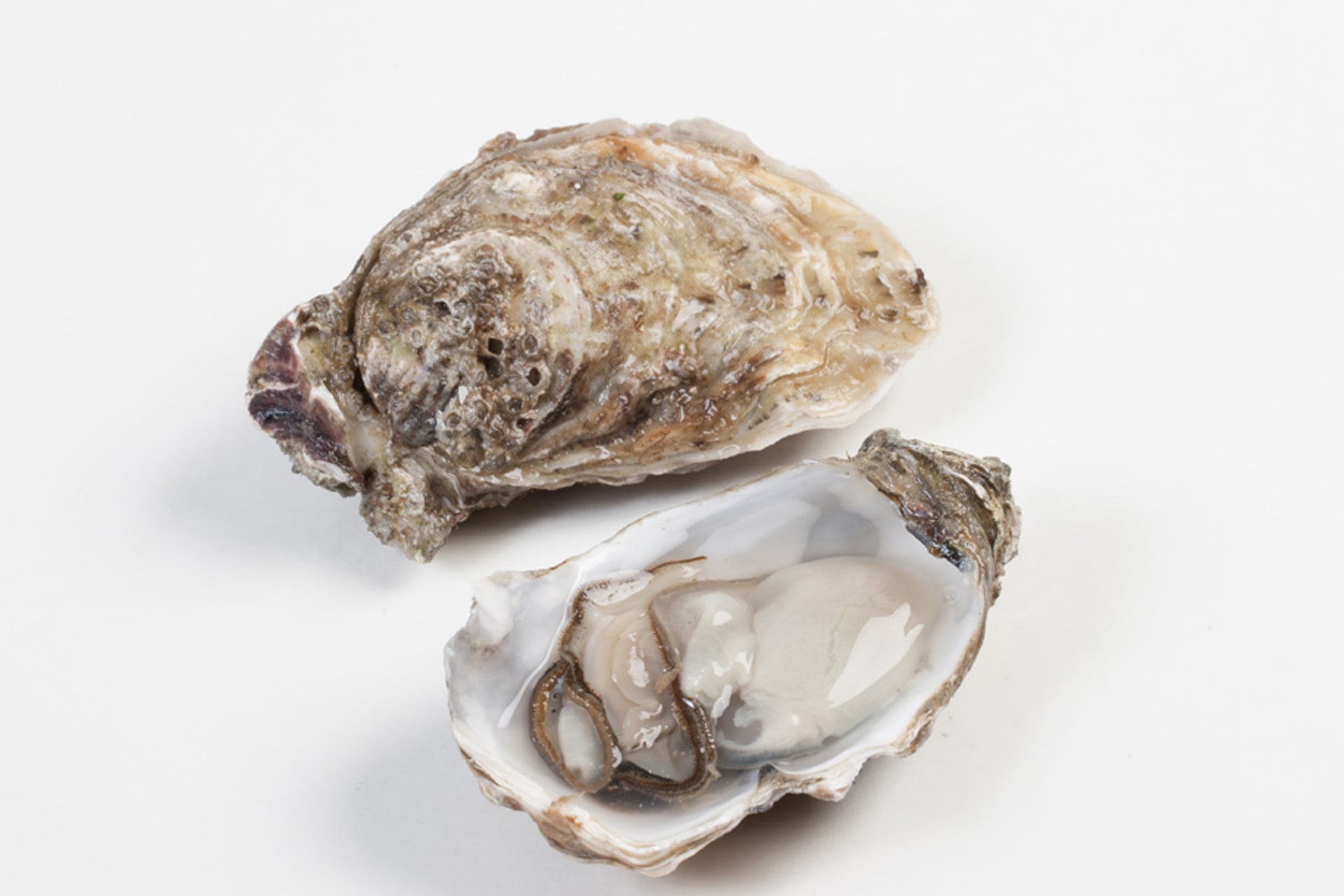 Murko Seafood - Original Media